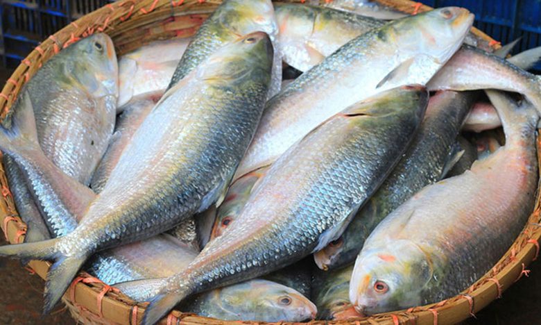 মধ্যরাত থেকে শুরু জাটকা ইলিশ শিকারে ৮ মাসের নিষেধাজ্ঞা